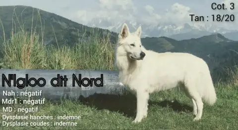 Berger Blanc Suisse  Babydol Des Blancs Du Pays Gallo 44a9c photo 2