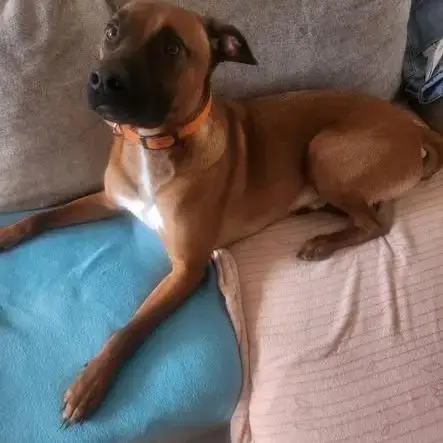 Chien Simba À L Adoption