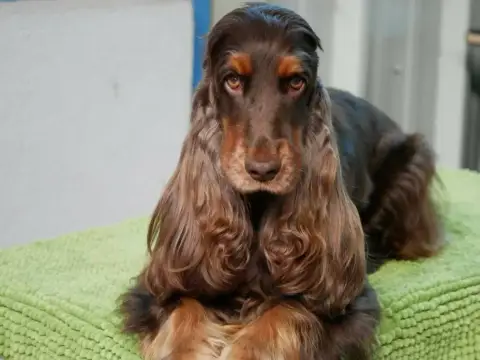 Cocker Spaniel Anglais  Collier Bleu - photo 3