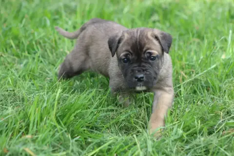 Cane Corso  Chiot N°9 photo 2