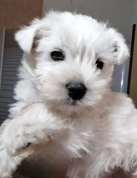 Adopter West Highland White Terrier  Chiot N°5 De La Forêt D' ff86d