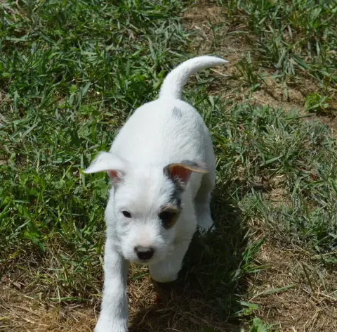 Parson Russell Terrier  Beijin Du Jardin D'Inuko
