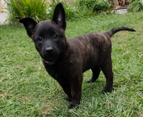 Adopter Berger Hollandais  Chiot 3 Du Croc Normand