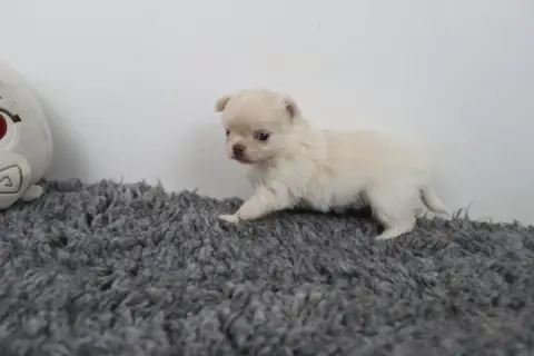 Chihuahua  Poil Long Crème De La Grande Equinoxe photo 2
