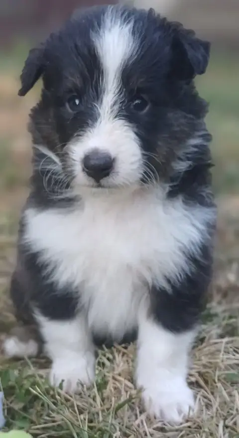 Shetland Sheepdog  Chiot N°3 Des Touches Noires