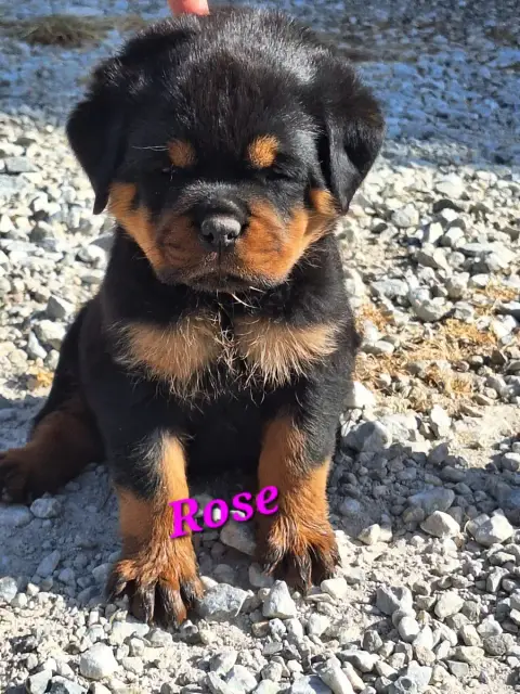 Rottweiler  Belle Of Holly'S Kingdom photo 3