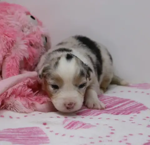 Berger Australien  Chiot N°8 De Windy'Stia photo 3