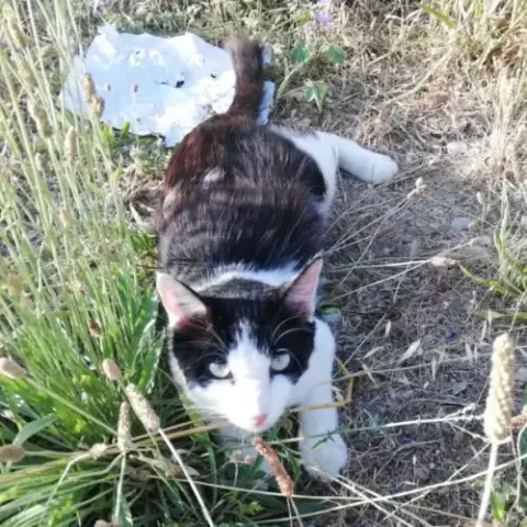 Chat Viva Exterieur