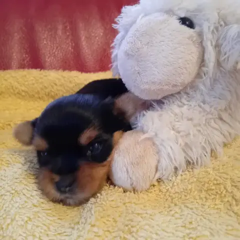 Yorkshire Terrier  Chiot N°3