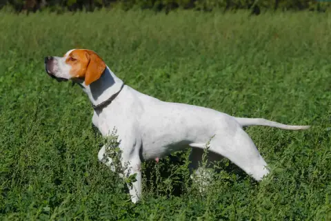 Pointer  Chiot N°8 Des Sources De Montmirail photo 3