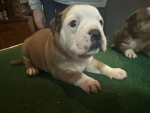 Bulldog Continental  Barbie Girl De La Roche De Balve 0e246
