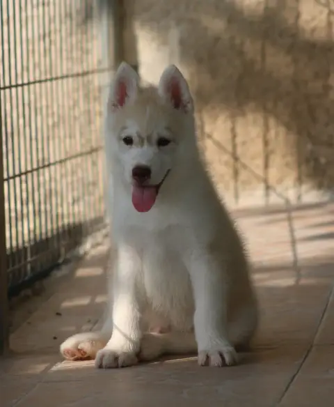 Adopter Siberian Husky 
                        Chiot 2 Of No a8e63