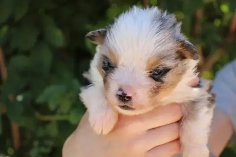 Berger Américain Miniature  Chiot N°3 Of Little Blue  4ebc2