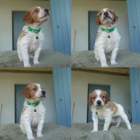 Adopter Epagneul Breton 
                        Chiot 6 Du D 1c3b3