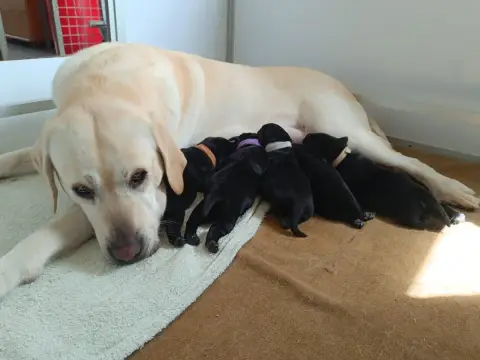 Labrador Retriever  Chiot N°3 De Javelot Des Granges b35bd photo 2