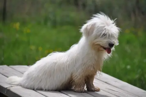 Coton De Tulear  Ballerine Des Filles De L'Etang photo 3