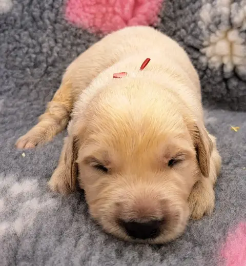 Golden Retriever  Bingo