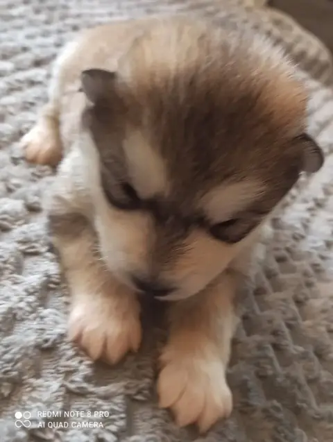 Alaskan Malamute