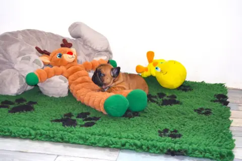 Bouledogue Français  Béa Des Dobs D'Arnoline photo 2