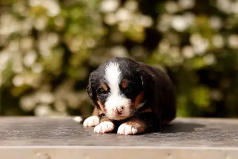 Bouvier Bernois  Chiot 2 De La Vallée De L'Hyrome