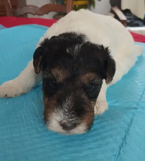 Fox Terrier Poil Dur  Chiot 5 D'Hondrecoutre photo 2