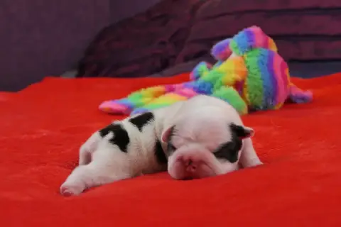 Boston Terrier  Chiot 2 Sweeties Doggies photo 2