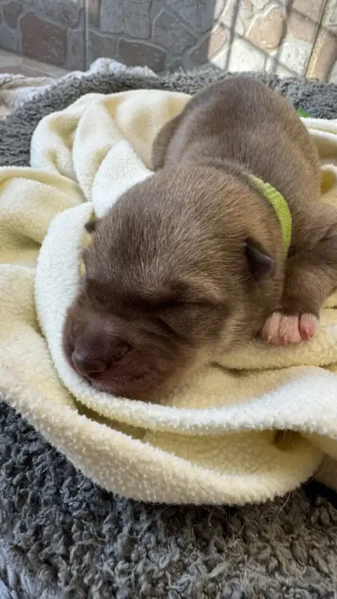 Siberian Husky  Brownie Des Loups De La Sainte Baume 52ae9