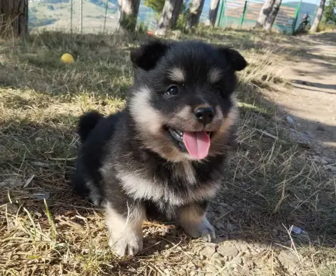 Chien Finnois De Laponie  Chiot N°4 Du Domaine Louchi ada2e