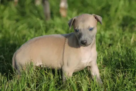 Whippet  Femelle Sable Bleuté Unie Du Frison Impérial 23114