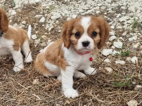 Cavalier King Charles Spaniel  B... Du Petit Brilloua 4f68b