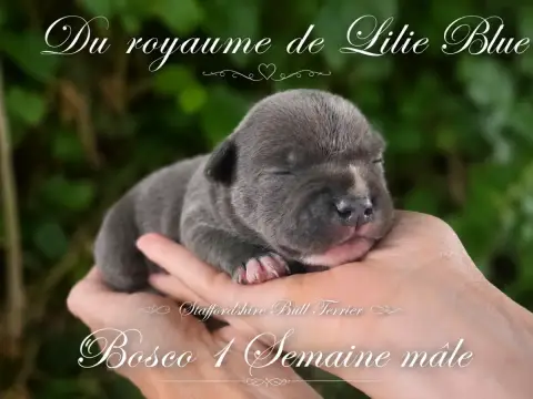 Staffordshire Bull Terrier  Bosco Du Royaume De Baby  92f52