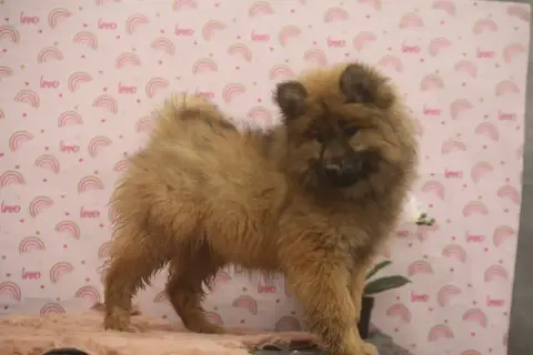 Eurasier  Lilas Du Royaume D'Ebène photo 3