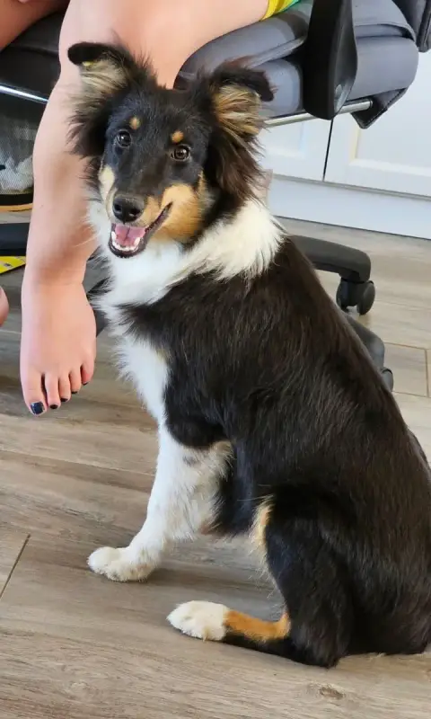 Shetland Sheepdog 
                        Bella Du R 12423 photo 2