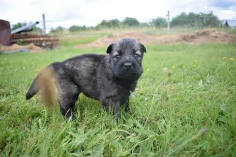Berger Allemand Poil Long  Chiot N°6 Une Patte De Dia 5f3b7 photo 2