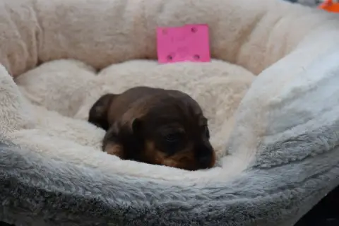 Teckel Poil Dur  Chiot N°7 Du Domaine Du Brame photo 2
