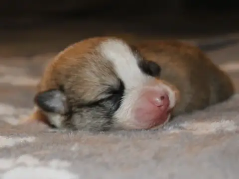 Welsh Corgi Pembroke  Chiot N°1 Du Clos D'Arlequin