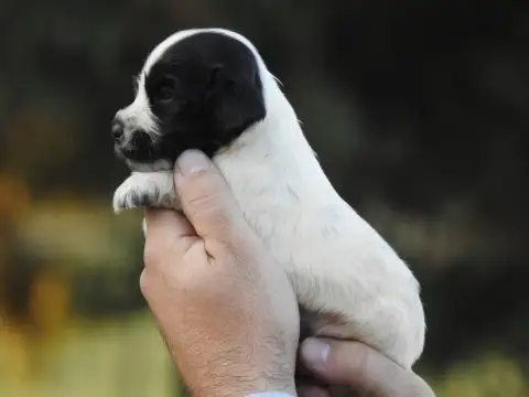 Cocker Spaniel Anglais 
                        Chiot 7c284 photo 2