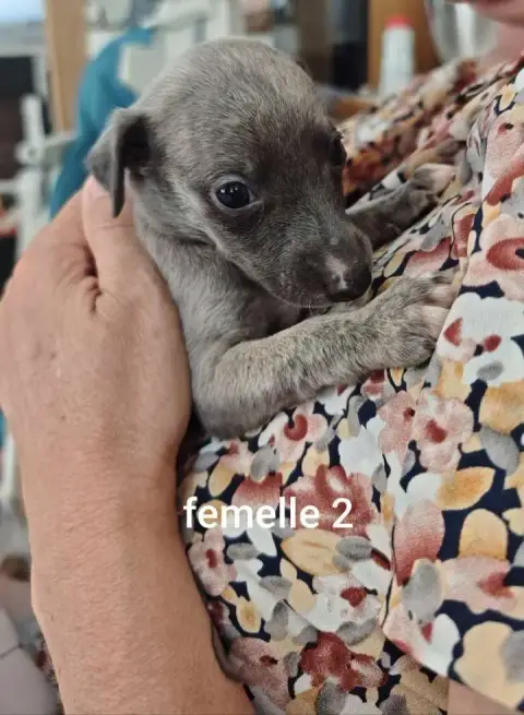 Whippet  Bubble De Montrenaud