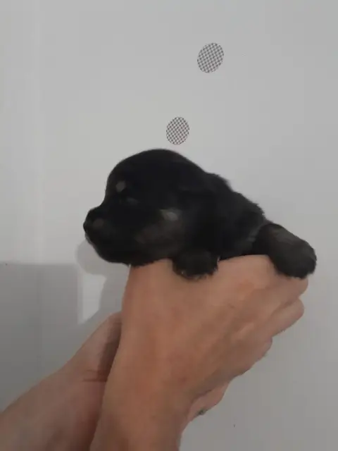 Chien Finnois De Laponie  Chiot N°5 Les Etoiles De Cl 2b8c4