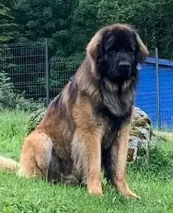 Leonberger  Balisto De La Ligne Bleue photo 2