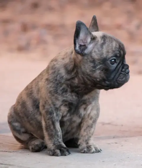Bouledogue Français photo 3