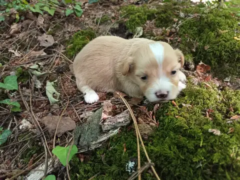Bichon Havanais  Chiot N°1 Au Bonheur Des Canins