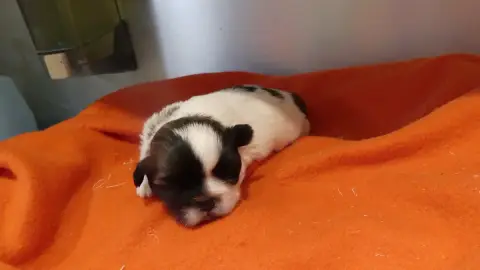 Shih Tzu  Chiot N°1 Du Domaine Des Ecorces