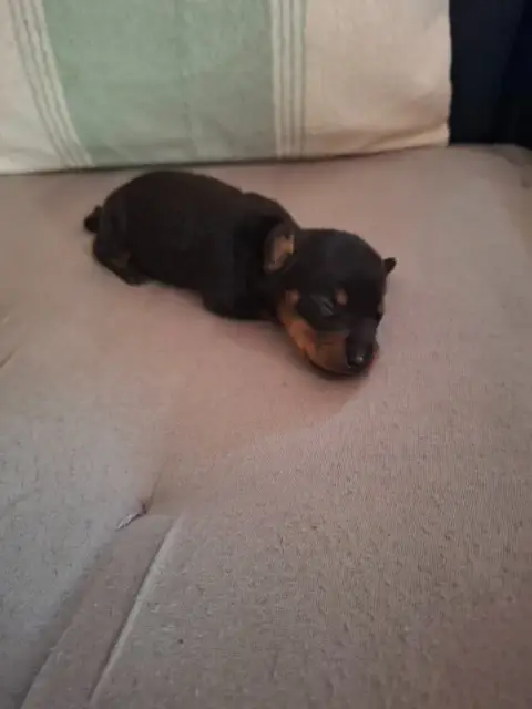 Teckel Poil Ras 
                        Chiot 1Baïka 046cf