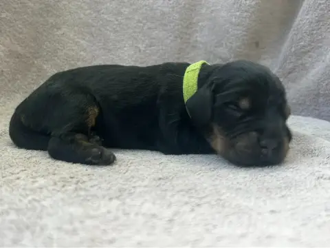 Cocker Spaniel Anglais  Collier Vert -