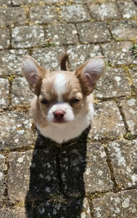 Chihuahua  Baloo Des Perles Du Plessis photo 2