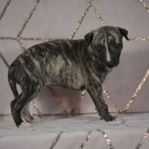 Chiots Wippet(Réservée)