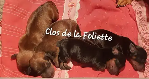 Teckel Poil Ras  Baghéra Du Clos De La Foliette