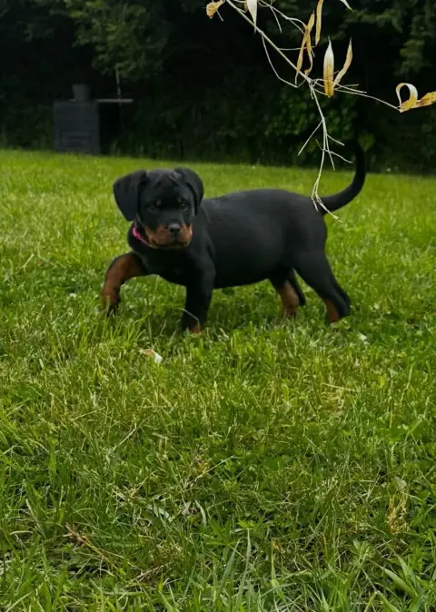 Rottweiler  Bella Du Valhalla Des Anges Noirs photo 2