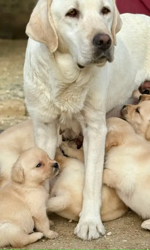 Labrador Retriever  Chiot N°3 Des Vallées De Galway 037ac
